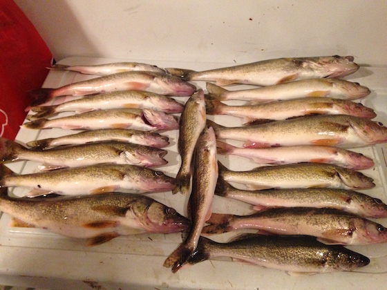 A day's catch